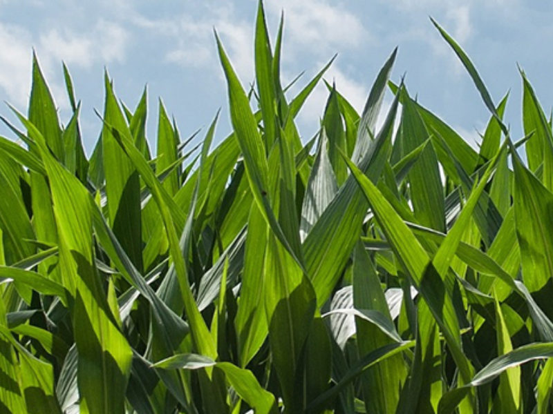 Corn Field